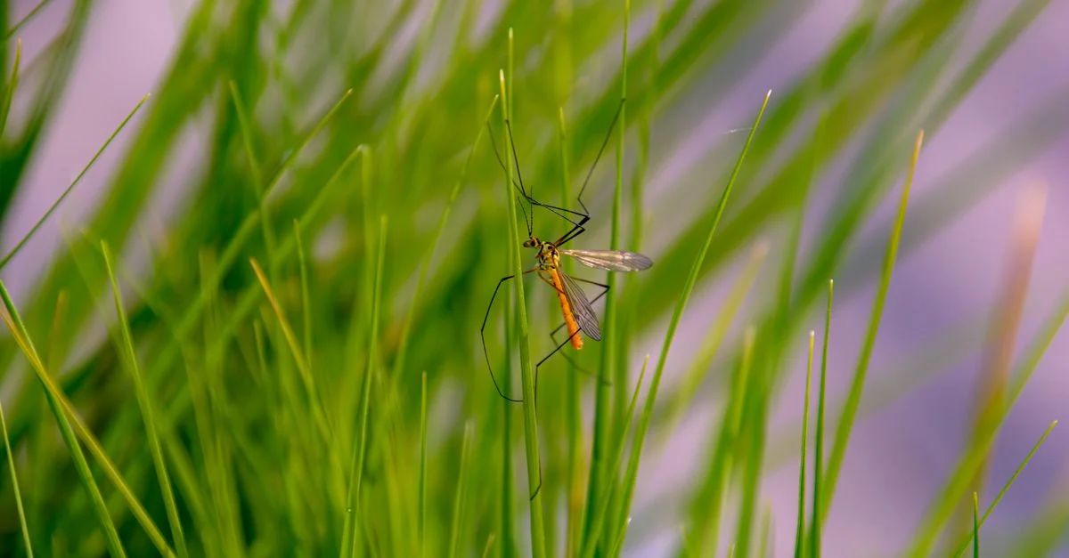 Imagen detallada de un mosquito posado sobre hierba de un verde intenso, capturada en Coesfeld, Alemania.