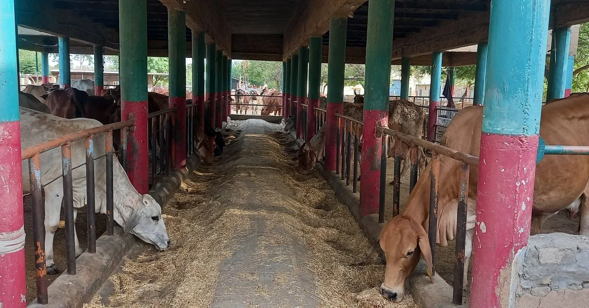 Vacas alimentándose en un establo indio tradicional en Katehra, Punjab.