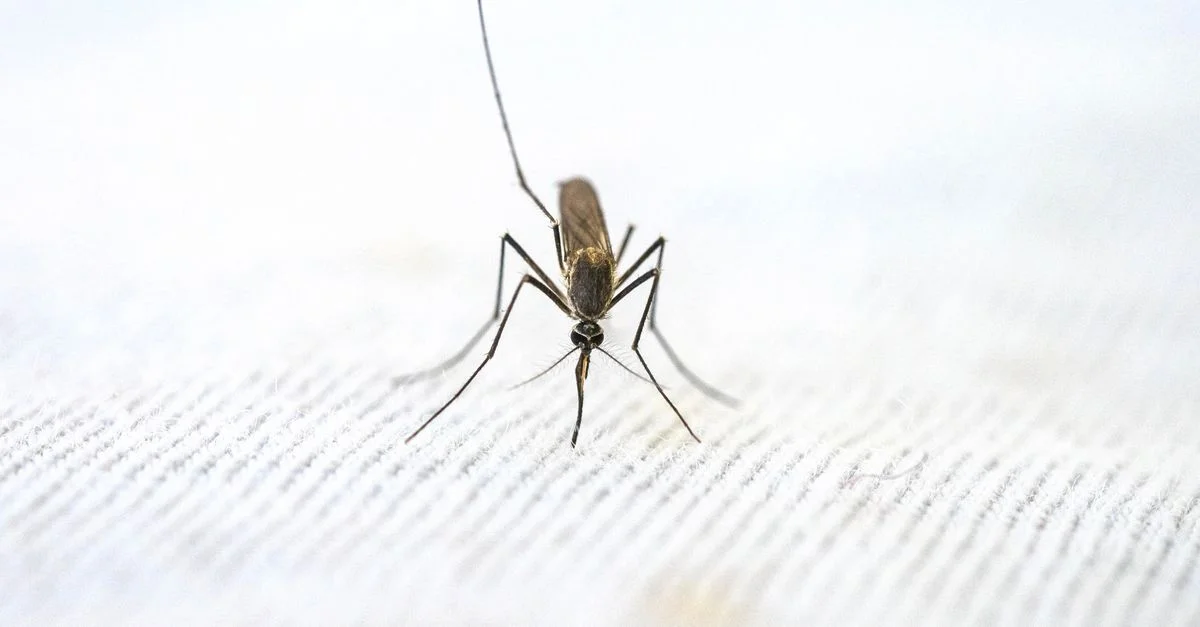 Detalle de un mosquito posado sobre una superficie blanca texturizada.